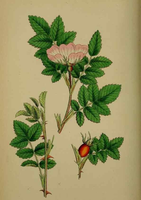 Reproducción/Reproduction 48717291046: English botany, or, Coloured figures of British plants /. London :R. Hardwicke,1863-1886.. 