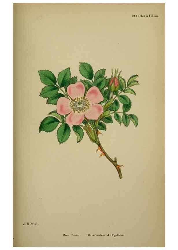Reproducción/Reproduction 48717461122: English botany, or, Coloured figures of British plants /. London :R. Hardwicke,1863-1886.. 