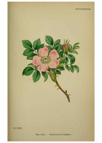 Reproducción/Reproduction 48717461122: English botany, or, Coloured figures of British plants /. London :R. Hardwicke,1863-1886.. 