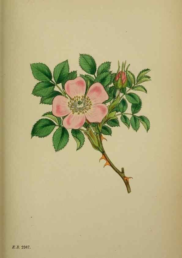 Reproducción/Reproduction 48717461122: English botany, or, Coloured figures of British plants /. London :R. Hardwicke,1863-1886.. 