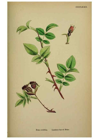 Reproducción/Reproduction 48717461342: English botany, or, Coloured figures of British plants /. London :R. Hardwicke,1863-1886.. 