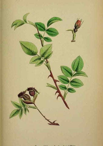 Reproducción/Reproduction 48717461342: English botany, or, Coloured figures of British plants /. London :R. Hardwicke,1863-1886.. 