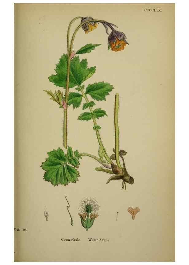 Reproducción/Reproduction 48717456352: English botany, or, Coloured figures of British plants /. London :R. Hardwicke,1863-1886.. 