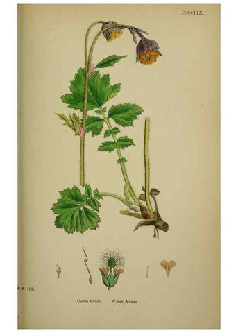 Reproducción/Reproduction 48717456352: English botany, or, Coloured figures of British plants /. London :R. Hardwicke,1863-1886.. 