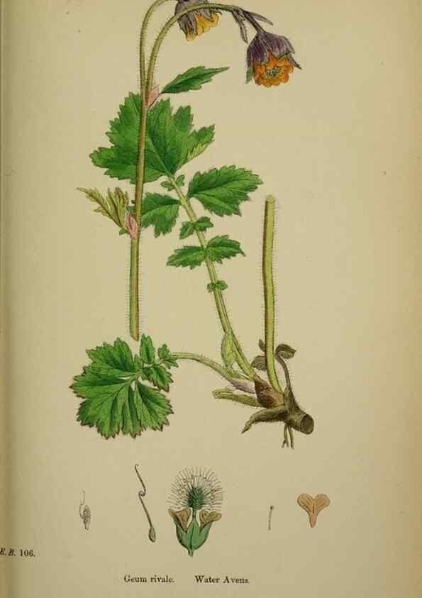 Reproducción/Reproduction 48717456352: English botany, or, Coloured figures of British plants /. London :R. Hardwicke,1863-1886.. 