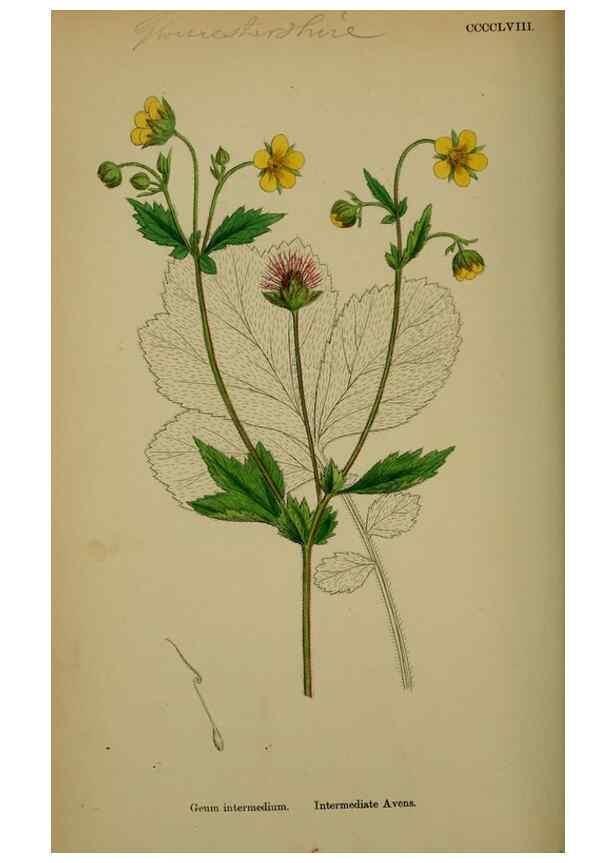 Reproducción/Reproduction 48717456072: English botany, or, Coloured figures of British plants /. London :R. Hardwicke,1863-1886.. 