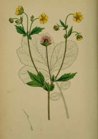 Reproducción/Reproduction 48717456072: English botany, or, Coloured figures of British plants /. London :R. Hardwicke,1863-1886.. 