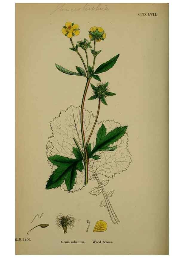 Reproducción/Reproduction 48717455722: English botany, or, Coloured figures of British plants /. London :R. Hardwicke,1863-1886.. 