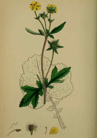 Reproducción/Reproduction 48717455722: English botany, or, Coloured figures of British plants /. London :R. Hardwicke,1863-1886.. 
