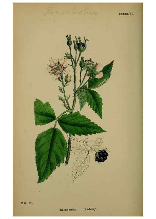 Reproducción/Reproduction 48716948343: English botany, or, Coloured figures of British plants /. London :R. Hardwicke,1863-1886.. 