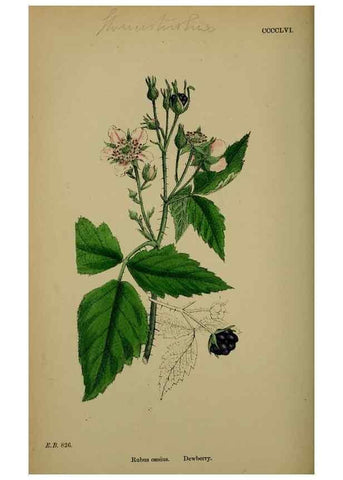 Reproducción/Reproduction 48716948343: English botany, or, Coloured figures of British plants /. London :R. Hardwicke,1863-1886.. 