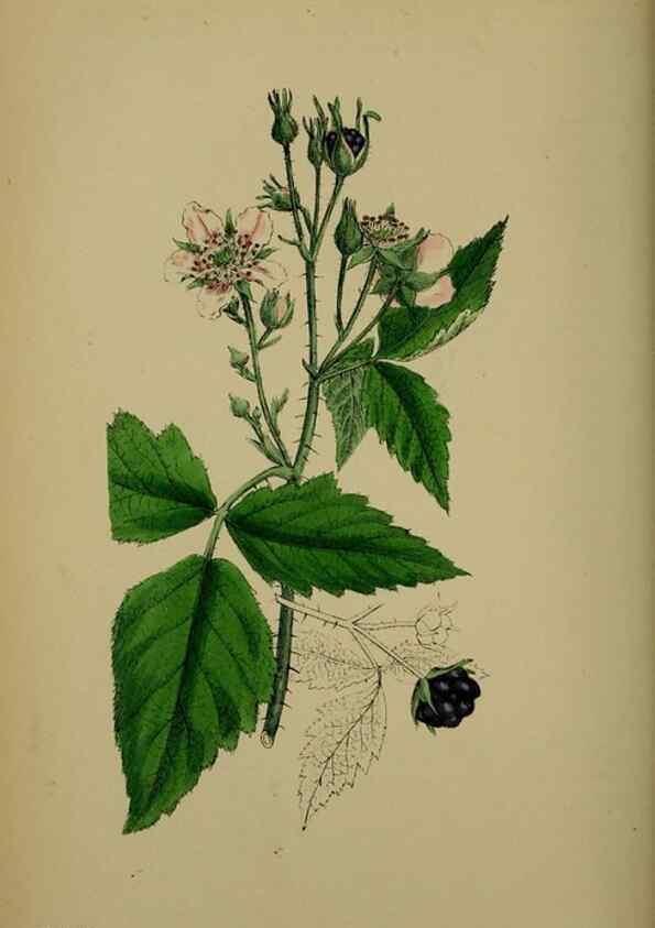 Reproducción/Reproduction 48716948343: English botany, or, Coloured figures of British plants /. London :R. Hardwicke,1863-1886.. 