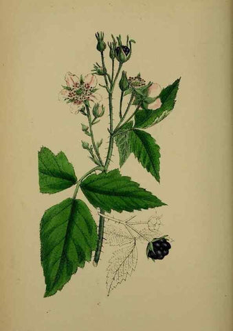 Reproducción/Reproduction 48716948343: English botany, or, Coloured figures of British plants /. London :R. Hardwicke,1863-1886.. 