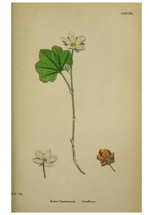 Reproducción/Reproduction 48717449672: English botany, or, Coloured figures of British plants /. London :R. Hardwicke,1863-1886.. 