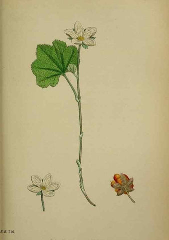 Reproducción/Reproduction 48717449672: English botany, or, Coloured figures of British plants /. London :R. Hardwicke,1863-1886.. 