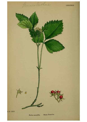 Reproducción/Reproduction 48716943018: English botany, or, Coloured figures of British plants /. London :R. Hardwicke,1863-1886.. 