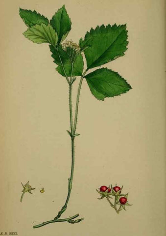 Reproducción/Reproduction 48716943018: English botany, or, Coloured figures of British plants /. London :R. Hardwicke,1863-1886.. 