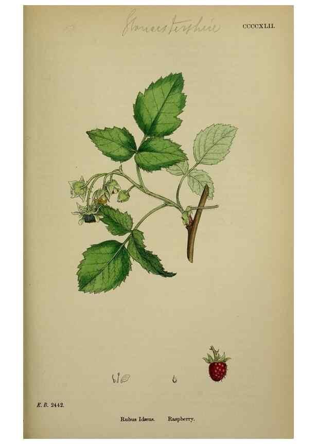 Reproducción/Reproduction 48716943408: English botany, or, Coloured figures of British plants /. London :R. Hardwicke,1863-1886.. 