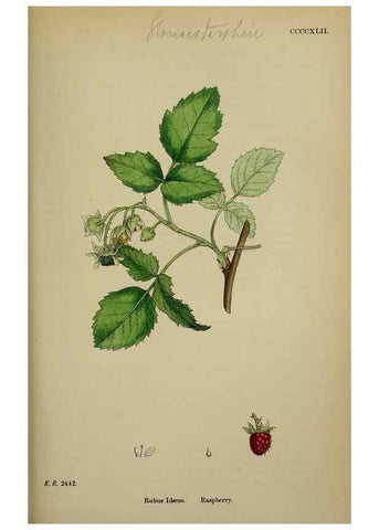 Reproducción/Reproduction 48716943408: English botany, or, Coloured figures of British plants /. London :R. Hardwicke,1863-1886.. 