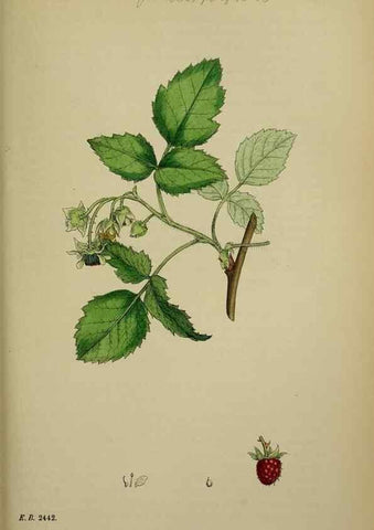 Reproducción/Reproduction 48716943408: English botany, or, Coloured figures of British plants /. London :R. Hardwicke,1863-1886.. 