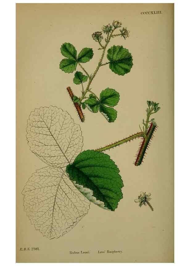 Reproducción/Reproduction 48717450917: English botany, or, Coloured figures of British plants /. London :R. Hardwicke,1863-1886.. 
