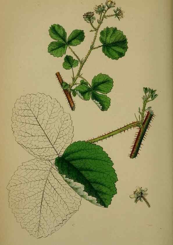 Reproducción/Reproduction 48717450917: English botany, or, Coloured figures of British plants /. London :R. Hardwicke,1863-1886.. 