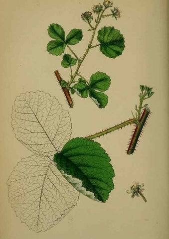 Reproducción/Reproduction 48717450917: English botany, or, Coloured figures of British plants /. London :R. Hardwicke,1863-1886.. 