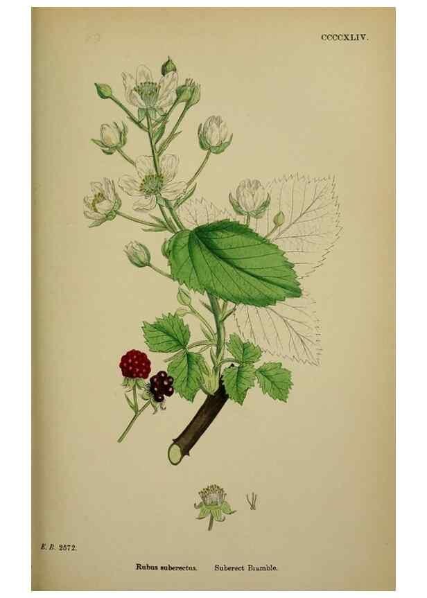 Reproducción/Reproduction 48717451197: English botany, or, Coloured figures of British plants /. London :R. Hardwicke,1863-1886.. 