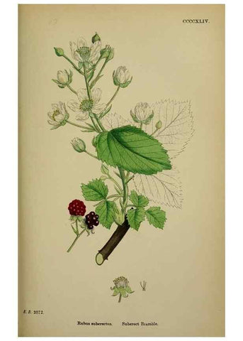 Reproducción/Reproduction 48717451197: English botany, or, Coloured figures of British plants /. London :R. Hardwicke,1863-1886.. 