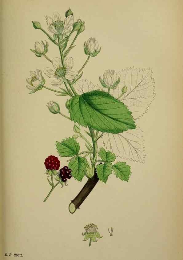 Reproducción/Reproduction 48717451197: English botany, or, Coloured figures of British plants /. London :R. Hardwicke,1863-1886.. 