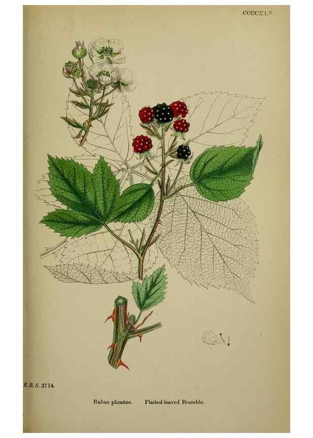 Reproducción/Reproduction 48717281636: English botany, or, Coloured figures of British plants /. London :R. Hardwicke,1863-1886.. 