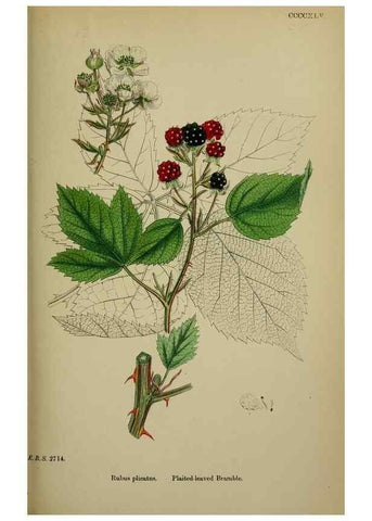 Reproducción/Reproduction 48717281636: English botany, or, Coloured figures of British plants /. London :R. Hardwicke,1863-1886.. 