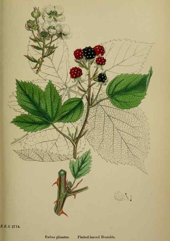Reproducción/Reproduction 48717281636: English botany, or, Coloured figures of British plants /. London :R. Hardwicke,1863-1886.. 
