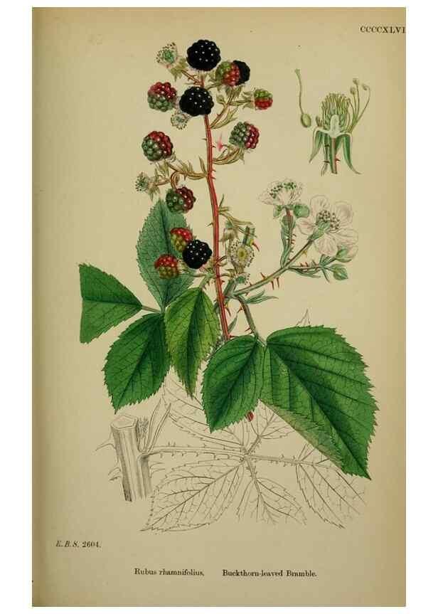 Reproducción/Reproduction 48717281966: English botany, or, Coloured figures of British plants /. London :R. Hardwicke,1863-1886.. 