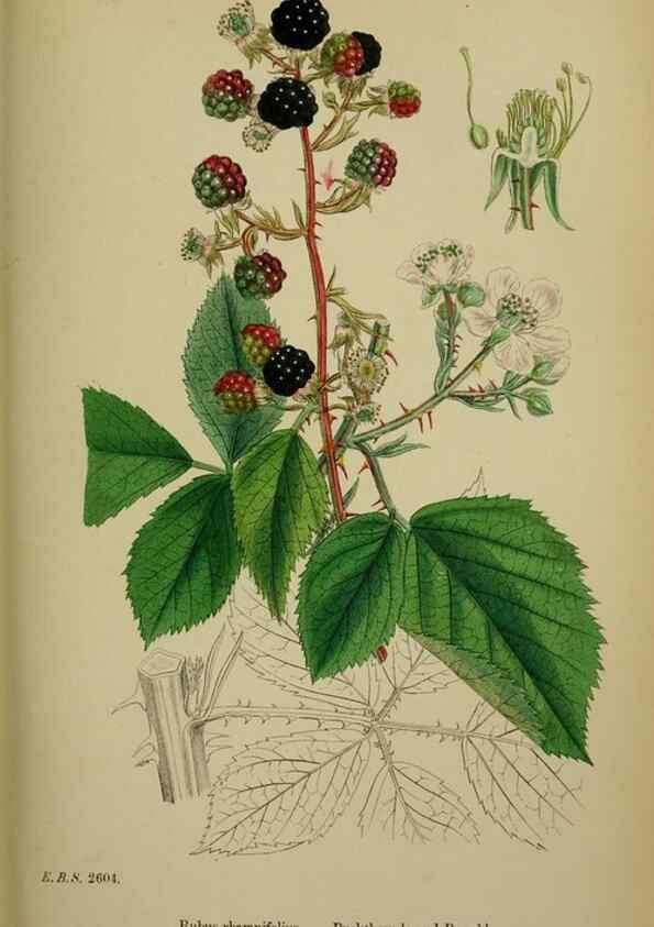 Reproducción/Reproduction 48717281966: English botany, or, Coloured figures of British plants /. London :R. Hardwicke,1863-1886.. 