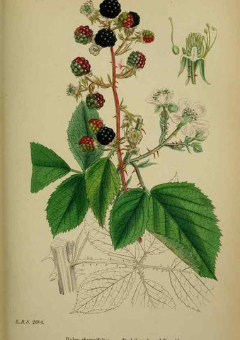 Reproducción/Reproduction 48717281966: English botany, or, Coloured figures of British plants /. London :R. Hardwicke,1863-1886.. 