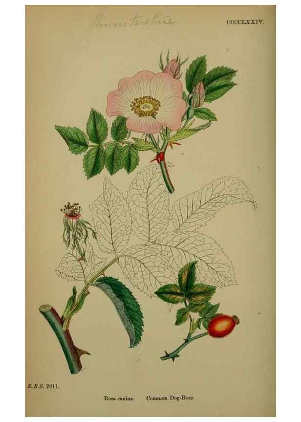 Reproducción/Reproduction 48717292106: English botany, or, Coloured figures of British plants /. London :R. Hardwicke,1863-1886.. 