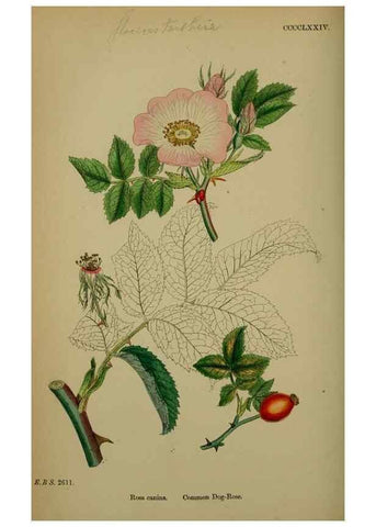 Reproducción/Reproduction 48717292106: English botany, or, Coloured figures of British plants /. London :R. Hardwicke,1863-1886.. 