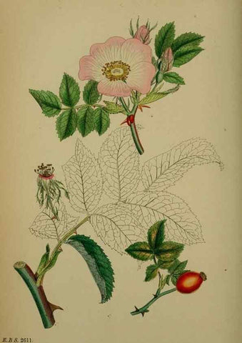Reproducción/Reproduction 48717292106: English botany, or, Coloured figures of British plants /. London :R. Hardwicke,1863-1886.. 