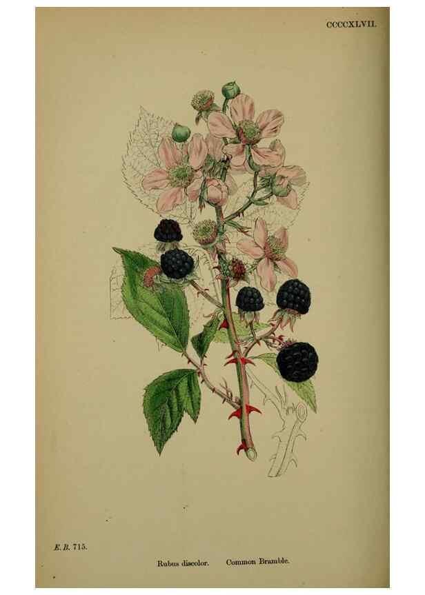 Reproducción/Reproduction 48717452307: English botany, or, Coloured figures of British plants /. London :R. Hardwicke,1863-1886.. 