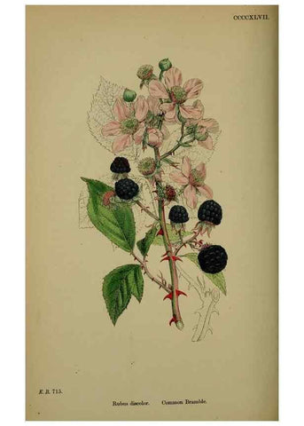 Reproducción/Reproduction 48717452307: English botany, or, Coloured figures of British plants /. London :R. Hardwicke,1863-1886.. 