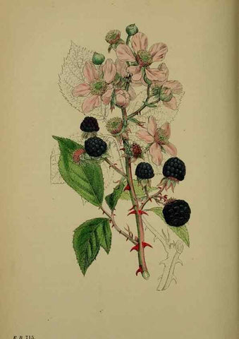 Reproducción/Reproduction 48717452307: English botany, or, Coloured figures of British plants /. London :R. Hardwicke,1863-1886.. 