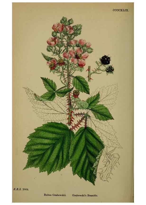 Reproducción/Reproduction 48717283171: English botany, or, Coloured figures of British plants /. London :R. Hardwicke,1863-1886.. 