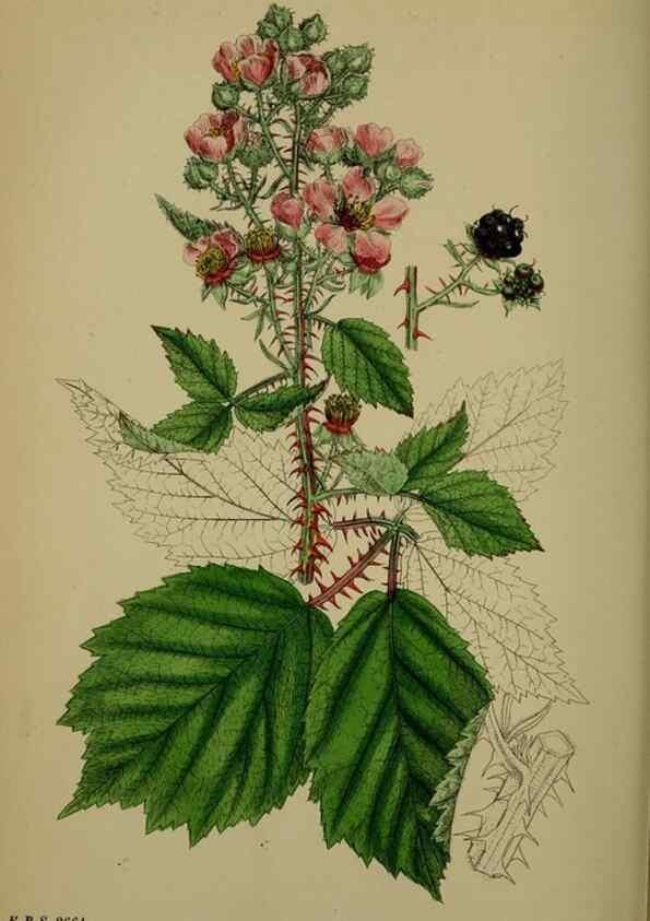 Reproducción/Reproduction 48717283171: English botany, or, Coloured figures of British plants /. London :R. Hardwicke,1863-1886.. 