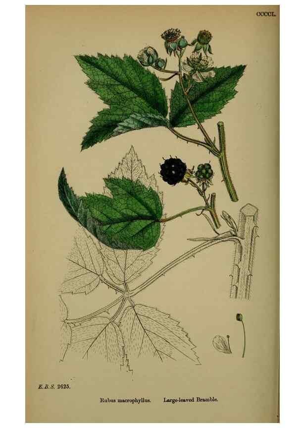 Reproducción/Reproduction 48717453432: English botany, or, Coloured figures of British plants /. London :R. Hardwicke,1863-1886.. 