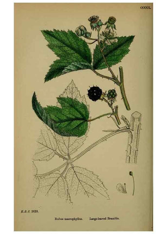 Reproducción/Reproduction 48717453432: English botany, or, Coloured figures of British plants /. London :R. Hardwicke,1863-1886.. 