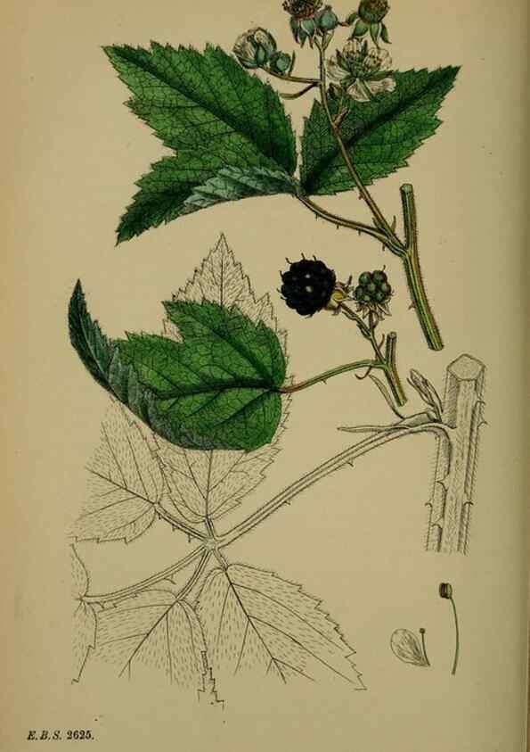 Reproducción/Reproduction 48717453432: English botany, or, Coloured figures of British plants /. London :R. Hardwicke,1863-1886.. 