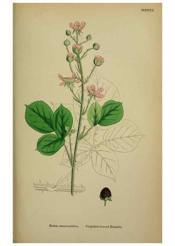 Reproducción/Reproduction 48717453667: English botany, or, Coloured figures of British plants /. London :R. Hardwicke,1863-1886.. 