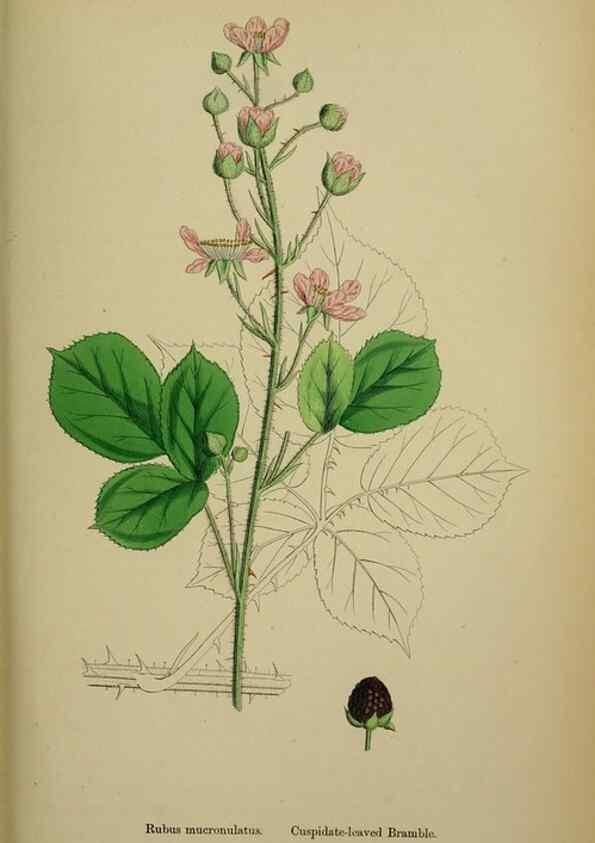 Reproducción/Reproduction 48717453667: English botany, or, Coloured figures of British plants /. London :R. Hardwicke,1863-1886.. 