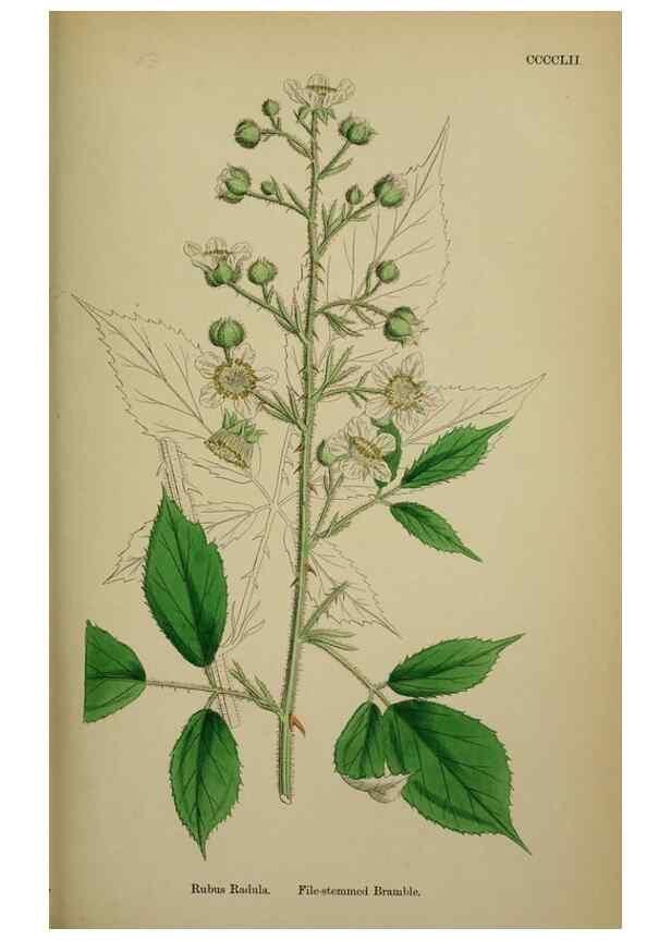 Reproducción/Reproduction 48716946828: English botany, or, Coloured figures of British plants /. London :R. Hardwicke,1863-1886.. 